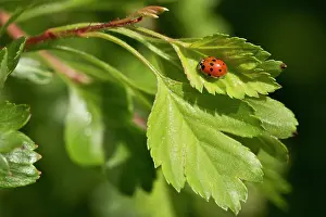 Punctata: Beetle, Adalia decempunctata. Allindelille Fredskov