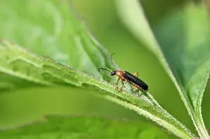 Soldier: Beetle (Cantharis nigra) on leaf. Allindelille Fredskov
