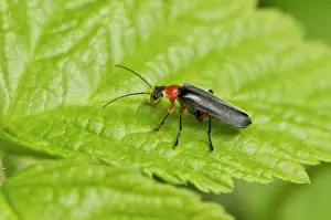 Soldier: Beetle (Cantharis pellucida) on leaf. Denmark in