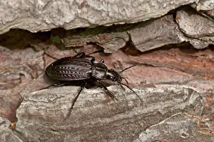 Carabus: Beetle (Carabus granulatus) on wood. Allindelille