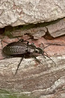 Carabus: Beetle (Carabus granulatus) on wood. Allindelille