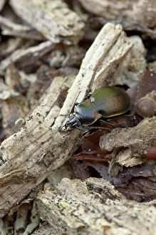 Carabus: Beetle (Carabus nemoralis). Allindelille Fredskov