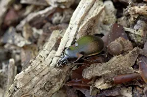 Carabus: Beetle (Carabus nemoralis). Allindelille Fredskov