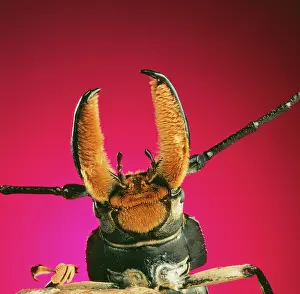 Pincer: BEETLE - close-up under pincer
