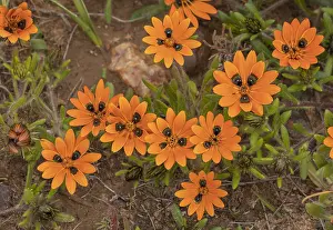 220319: Beetle daisy, Gorteria diffusa ssp diffusa, in flower