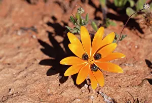 Attract: Beetle Daisy - Showing mimic eyes to attract Bee-fly