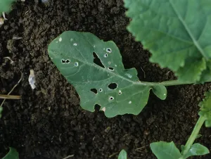 Flea: Beetle damage to Canola leaf