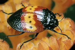 Pleasing: Beetle (Family Erotylidae)