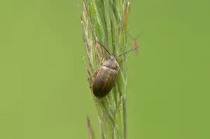 Clawed: Beetle (Isomira thoracica) on a straw. Molslaboratoriet