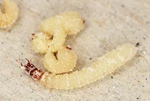 Attacking: BEETLE LARVAE & Pest Beetle Larvae - attacking