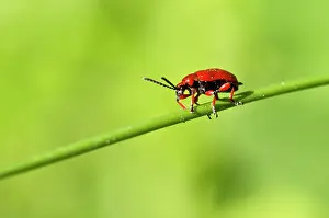 Lilioceris: Beetle, Lilioceris merdigera. Ismanstorp ?land