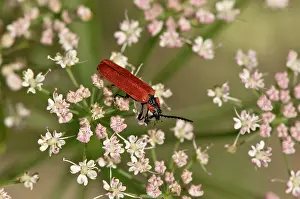 Umbel: Beetle (Lygistopterus sanguineus) feeding in flower