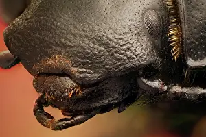 Found: A beetle species found in costal areas and sand