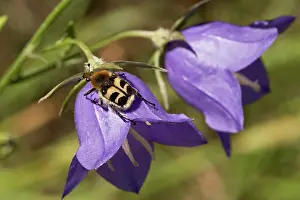 Fasciatus: Beetle (Trichius fasciatus). Sweden in July