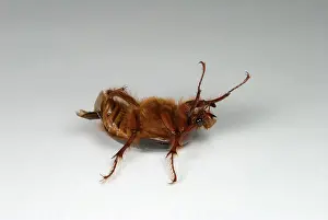 Hirsuta: Beetle Turning Over