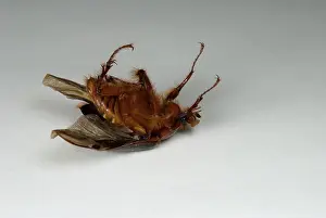 Hirsuta: Beetle Turning Over