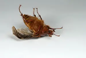 Hirsuta: Beetle Turning Over