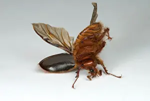 Hirsuta: Beetle Turning Over