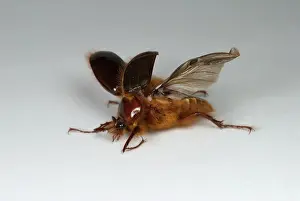 Hirsuta: Beetle Turning Over