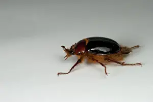 Hirsuta: Beetle Turning Over