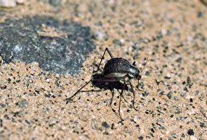 Phalangium: BEETLE - world's longest beetle legs