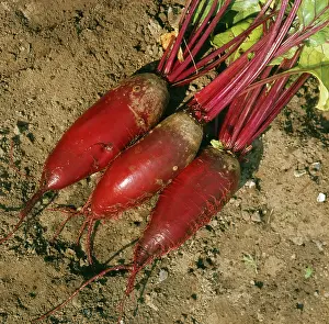 Beetroot: Beetroot
