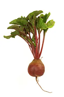 Beetroot: Beetroot