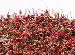 Beetroot: Beetroot