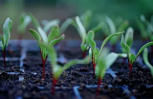 Beetroot: Beetroot