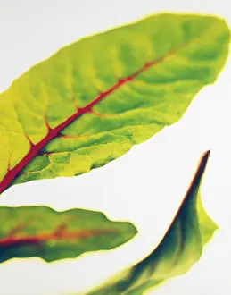 Beetroot: Beetroot