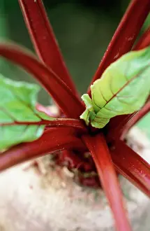 Beetroot: Beetroot