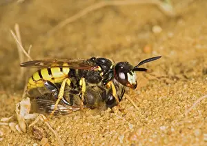 Beewolf: Beewolf / bee killer wasp - with bee