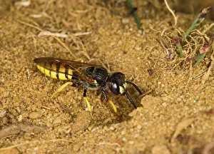 Beewolf: Beewolf / Bee killer wasp - at nest entrance