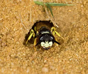 Beewolf: Beewolf / bee killer wasp - at nest entrance