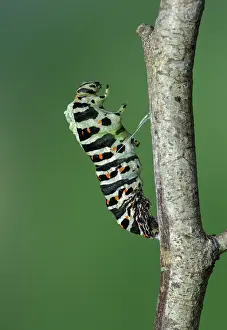 Start: Beginning of the pupation of a caterpillar of Swallowtail