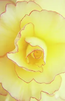 Isabella: Begonia