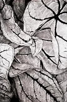 Begonia: Begonia