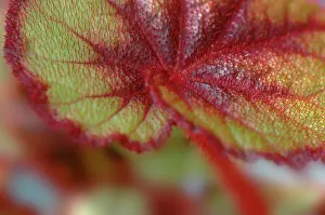 Begonia: Begonia