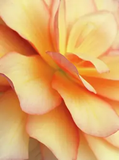 Begonia: Begonia