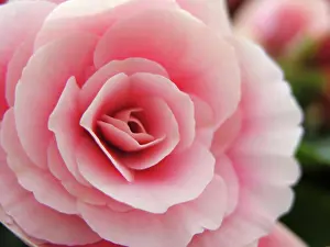 Begonia: Begonia