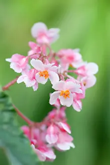 Begonia: Begonia