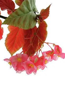 Begonia: Begonia