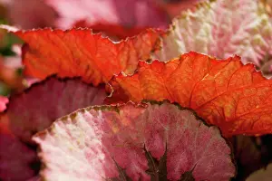 Begonia: Begonia
