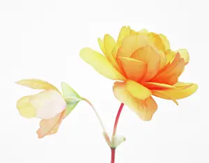 Begonia: Begonia