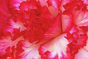 Begonia: Begonia