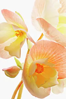 Begonia: Begonia