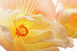 Begonia: Begonia