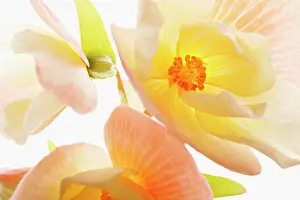 Begonia: Begonia