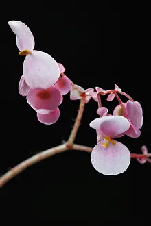 Houseplant: Begonia, Begonia cultivar, Pink subject, Black background
