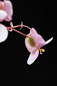 Tender: Begonia, Begonia cultivar, Pink subject, Black background